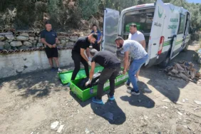 MANDALİNA BAHÇESİNDE ÖLÜ OLARAK BULUNDU