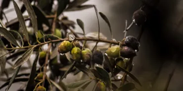 Zeytin1