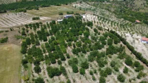cografi-isaretli-demirci-kirazinda-hasat-basladi-1Bz6Lbl9.jpg