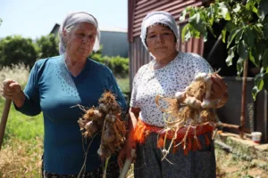 cografi-isaretli-ula-sarimsagi-ilgi-odagi-oldu-EQzAsDJt.jpg