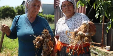 cografi-isaretli-ula-sarimsagi-ilgi-odagi-oldu-EQzAsDJt.jpg