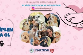 WhatsApp Görsel 2025-07-22 saat 10.58.39_2c64baca