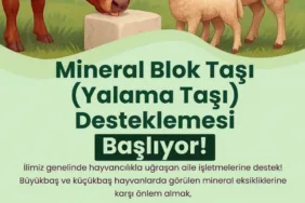 buyuksehirden-hayvanlara-yalama-tasi-destegi-A5Ma4Q2E.jpg