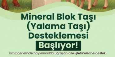 buyuksehirden-hayvanlara-yalama-tasi-destegi-A5Ma4Q2E.jpg
