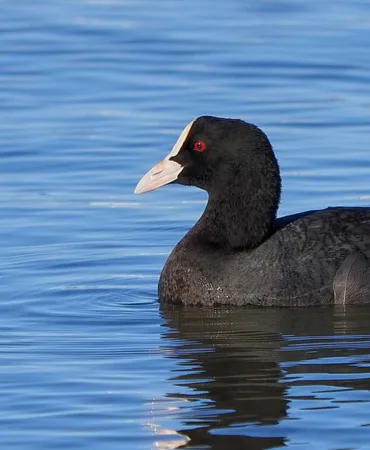 Fulica Atra Subsp. Linnaeus.
