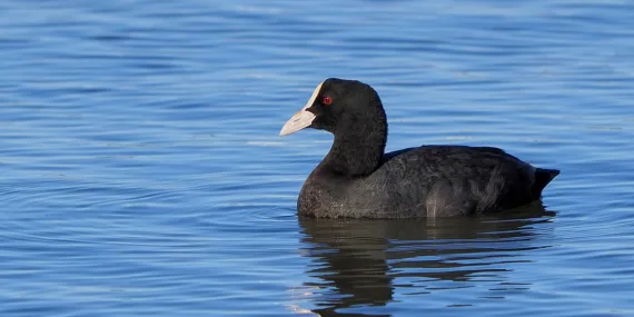 Fulica Atra Subsp. Linnaeus.