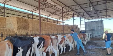 RİSKLİ MAHALLELERDE ŞAP AŞISI ÇALIŞMALARI HIZLANDIRILDI