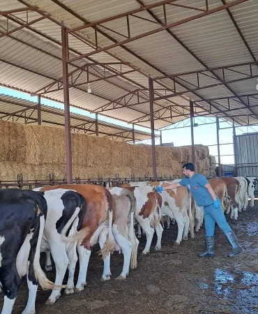 RİSKLİ MAHALLELERDE ŞAP AŞISI ÇALIŞMALARI HIZLANDIRILDI