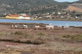 TUZLA SULAK ALANI FLAMİNGOLARLA RENKLENİYOR