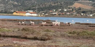 TUZLA SULAK ALANI FLAMİNGOLARLA RENKLENİYOR