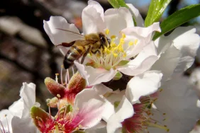 İLK CEMRE HAVAYA DÜŞTÜ