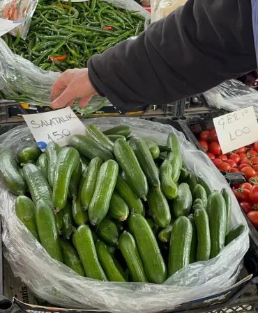 SERALAR ZARAR GÖRDÜ, MUĞLA'DA SALATALIK REKOR FİYATA ULAŞTI