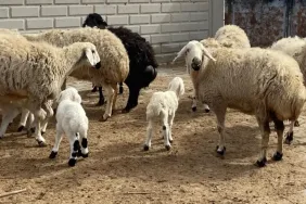 kirsalda-bereket-kucukbasa-tar_1771832302_s4jbrW