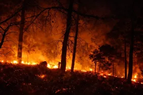 milas-ta-2026-nin-ilk-orman-ya_1772216905_uC0yXd