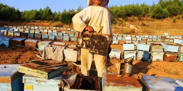 TÜRK ÇAM BALININ DÜNYA PAZARINDAKİ EKONOMİK PAYI ARTTIRILACAK