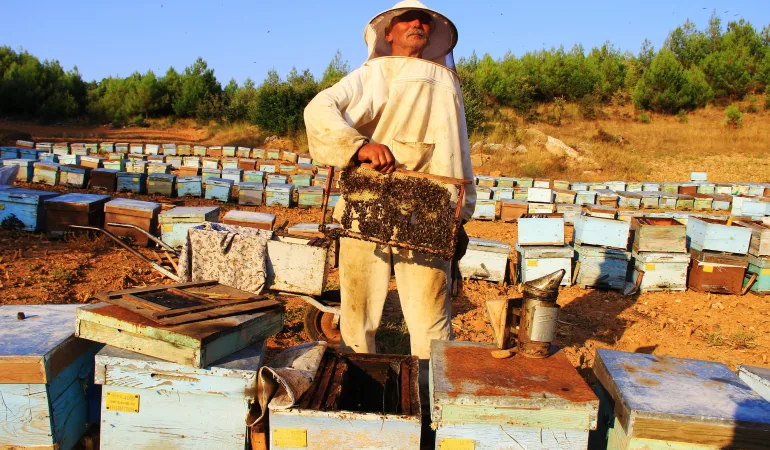 TÜRK ÇAM BALININ DÜNYA PAZARINDAKİ EKONOMİK PAYI ARTTIRILACAK