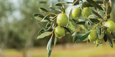 zeytin-agaci-9c1b