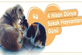 baskan-gokhan-in-4-nisan-dunya-sokak-hayvanlari-gunu-mesaji