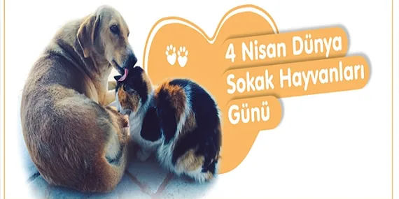 baskan-gokhan-in-4-nisan-dunya-sokak-hayvanlari-gunu-mesaji